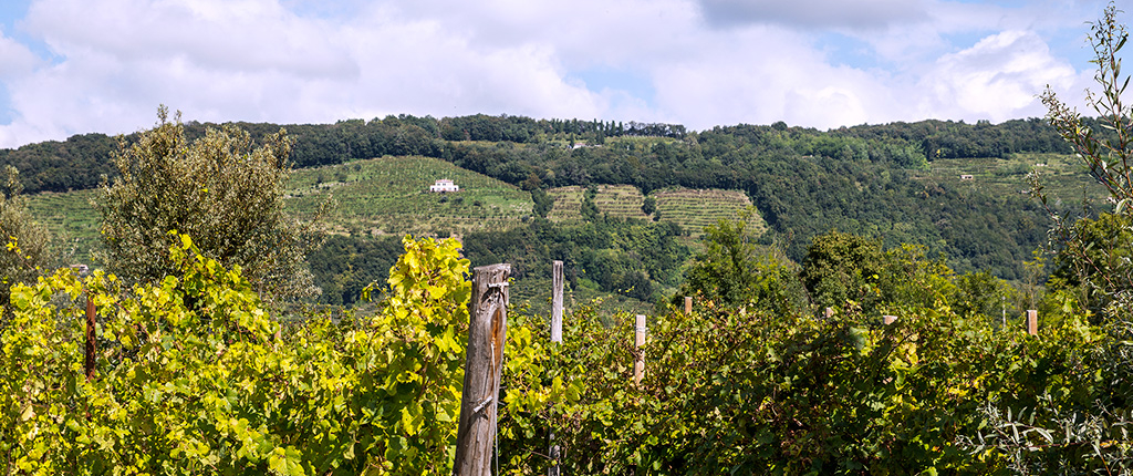 Weinberge